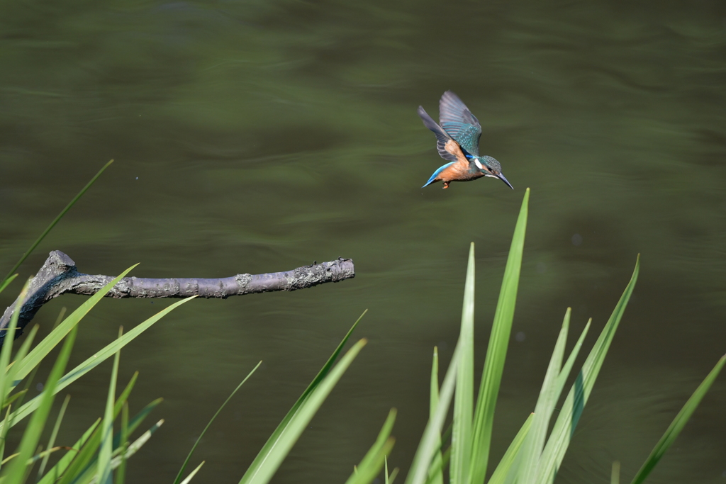 カワセミ飛び出し