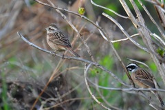 ホオジロさんツガイ？