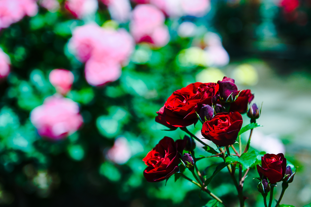 薔薇