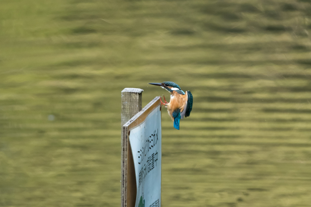 なんだこの看板！