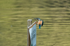 なんだこの看板！