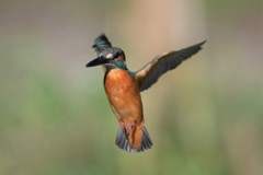 ホバ（パラパラ漫画風）２