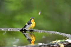 キビタキと蝶々