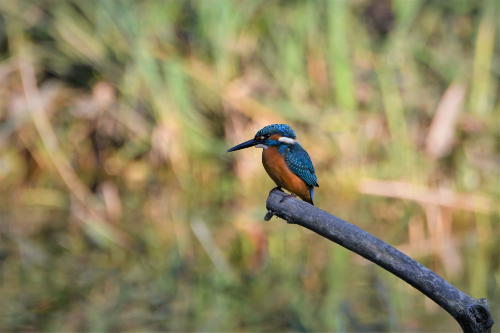 大きくなったね