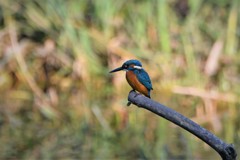 大きくなったね