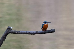 今年初カワセミ