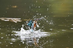 水絡み（女の子）