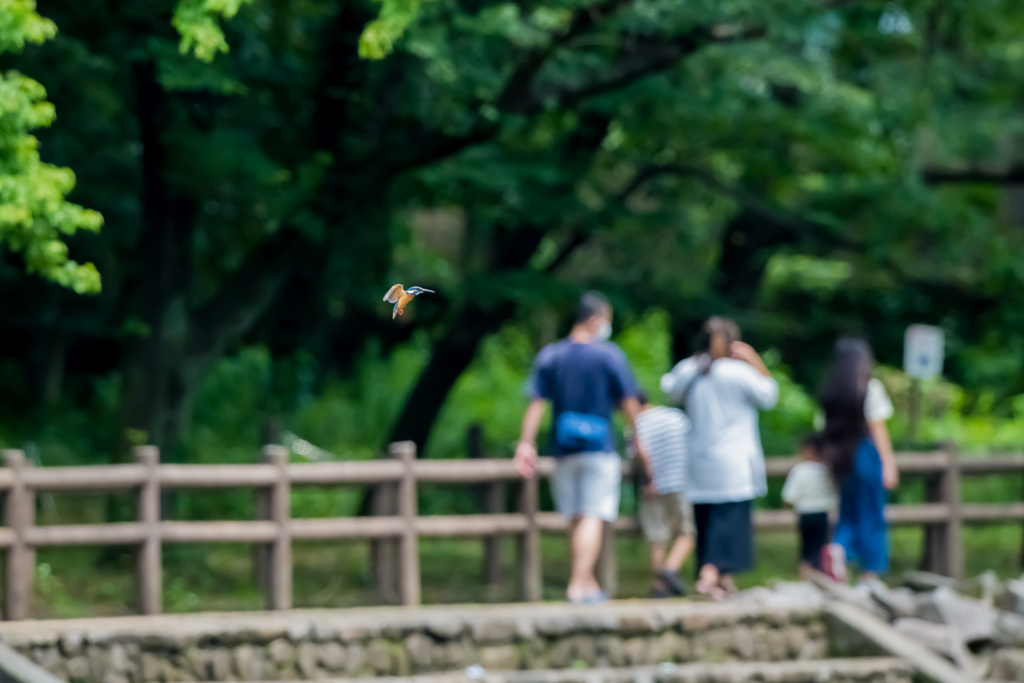 見てくれないホバ
