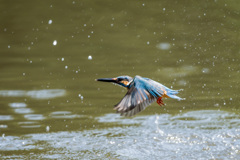 久々のカワセミさん