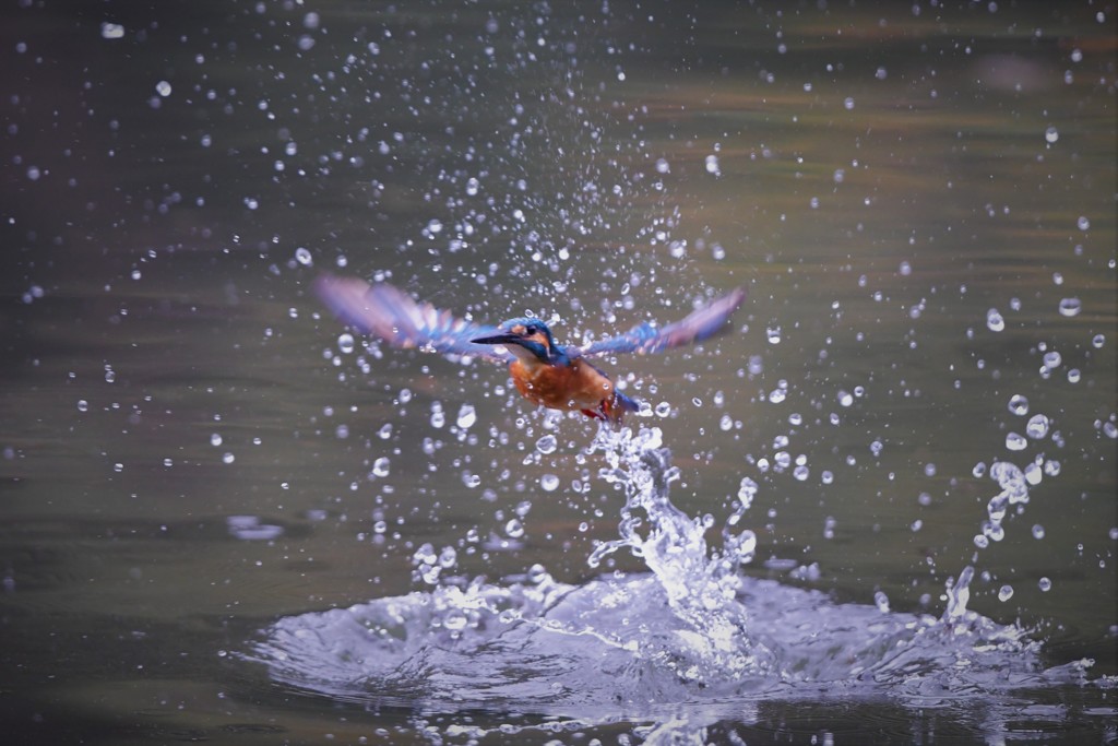 水絡み（男の子）