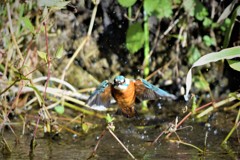 向かってくる～！