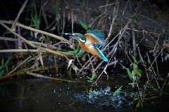 またまたお魚ゲット。