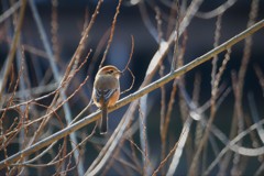 モズさんもふん