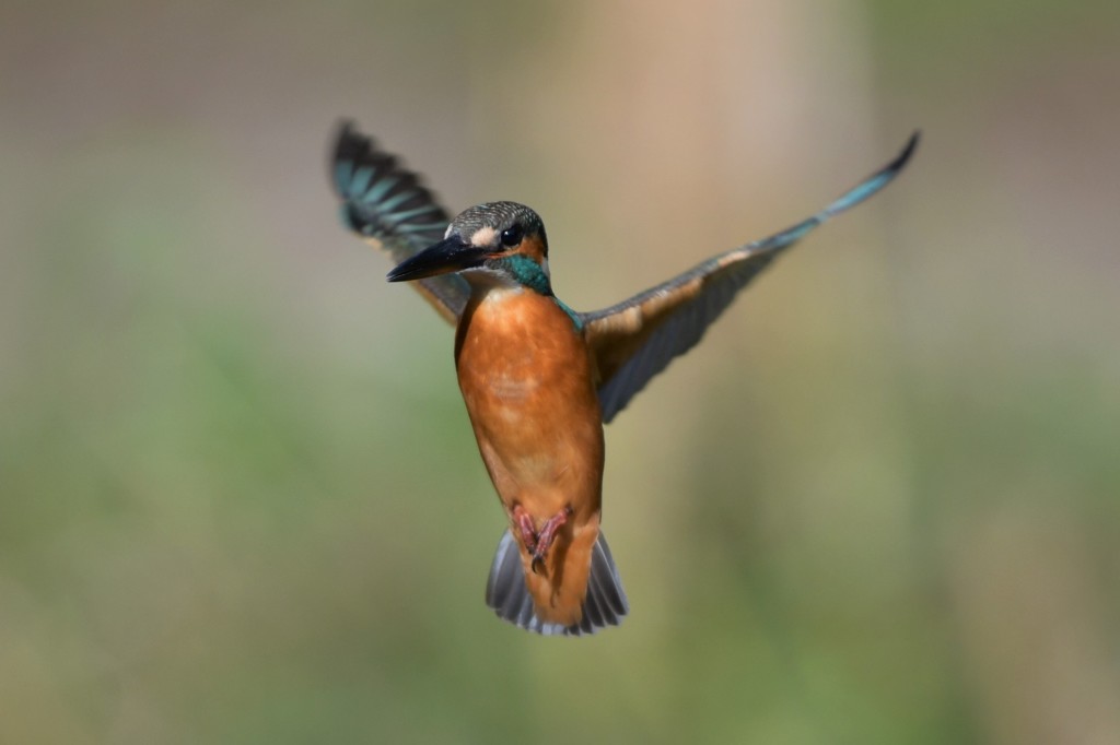 ホバ（パラパラ漫画風）３