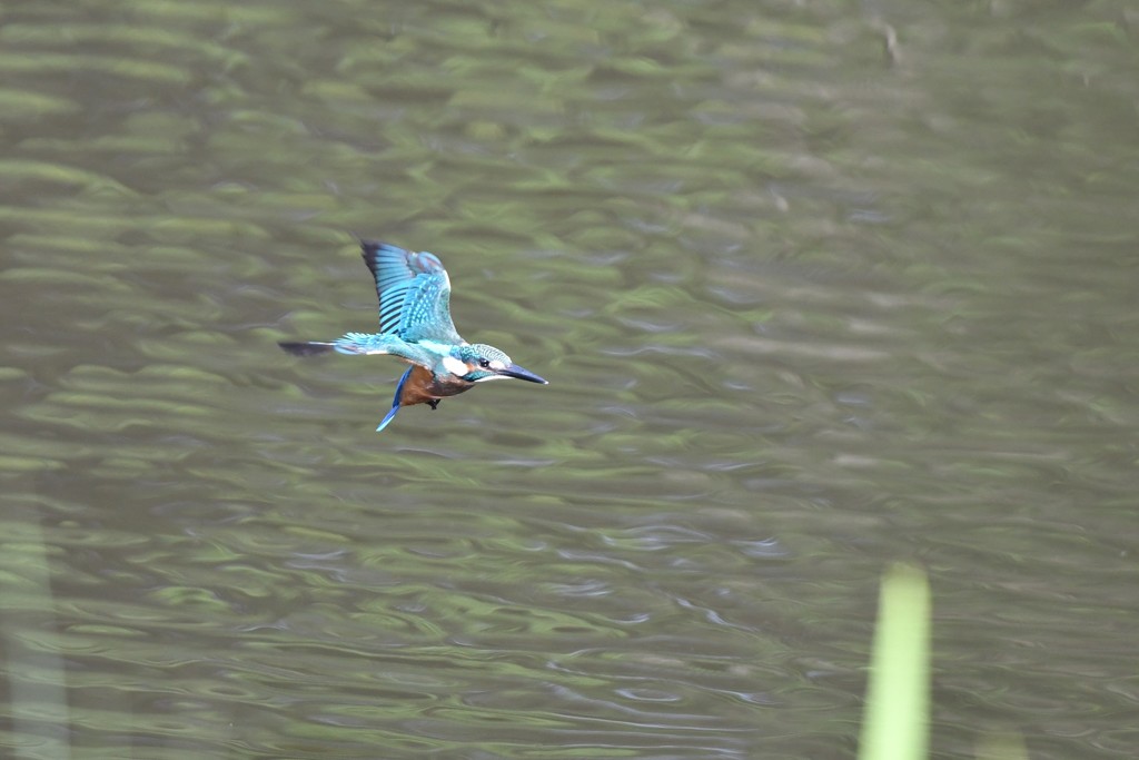 ホバしてくれた～