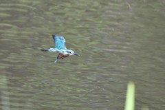 ホバしてくれた～