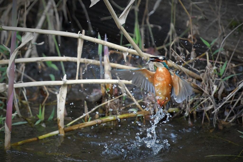 上昇！さかな付き