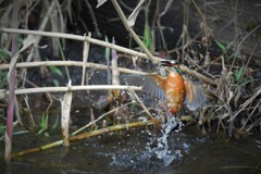 上昇！さかな付き