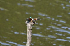 カワセミさんよじ登り