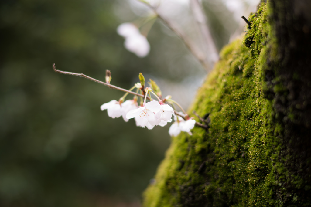 苔と桜