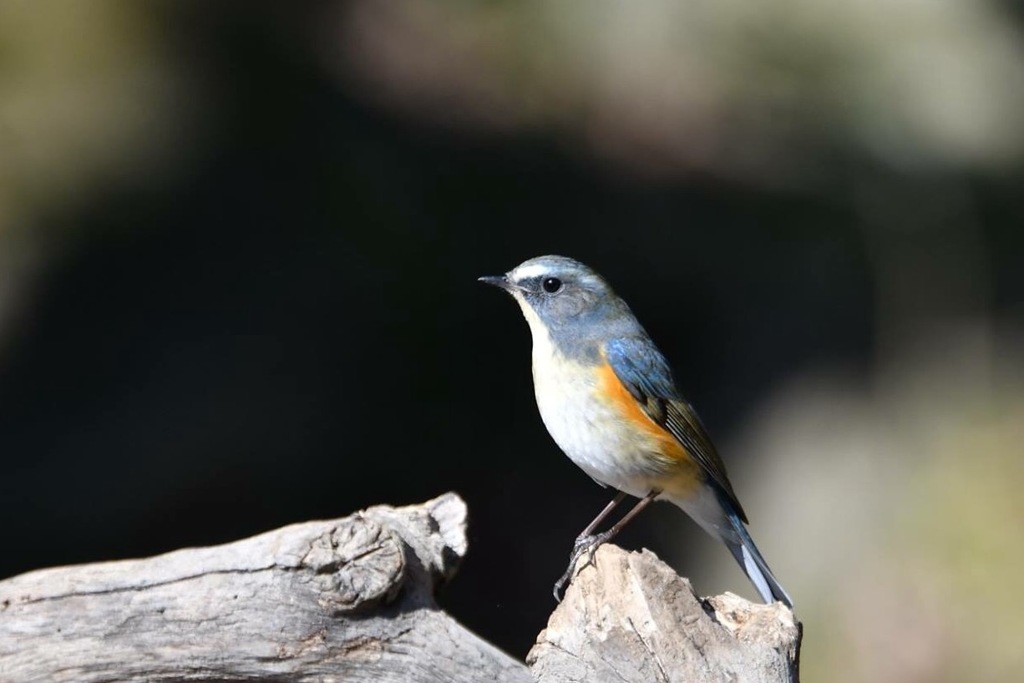 日なたのルリちゃん