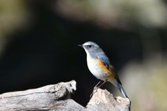 日なたのルリちゃん