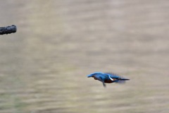 初カワセミくん。すぐにさいなら〜