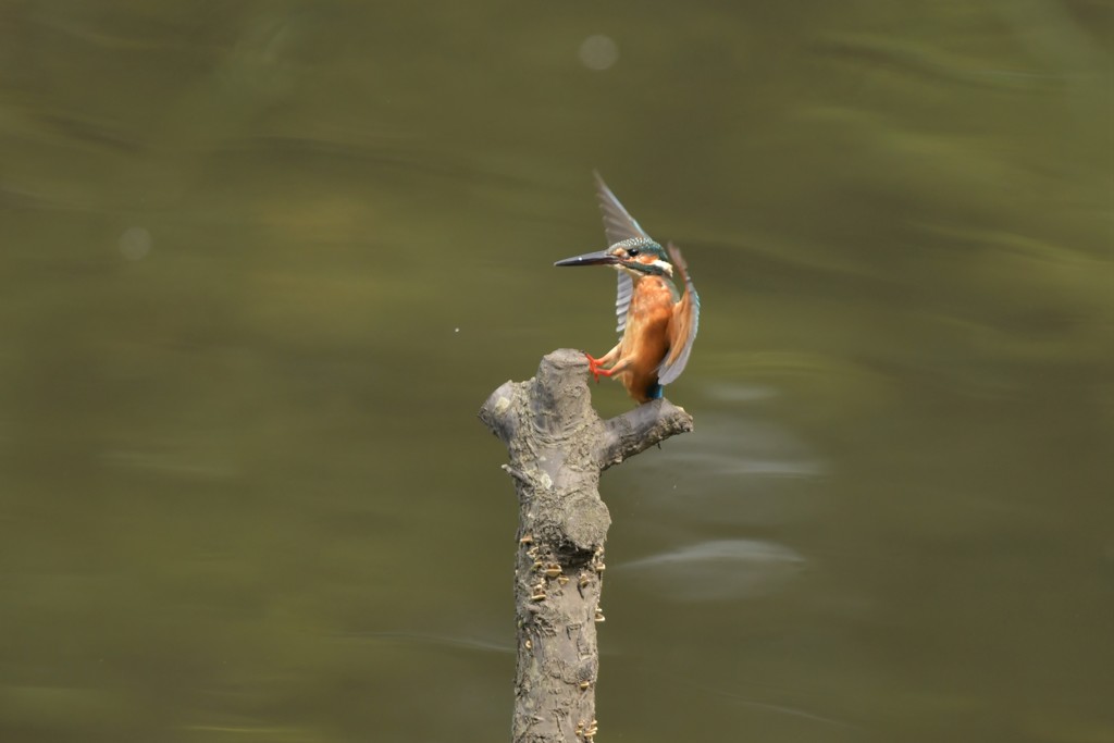 カワセミキック