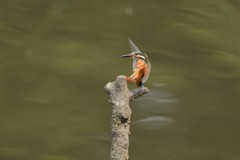 カワセミキック