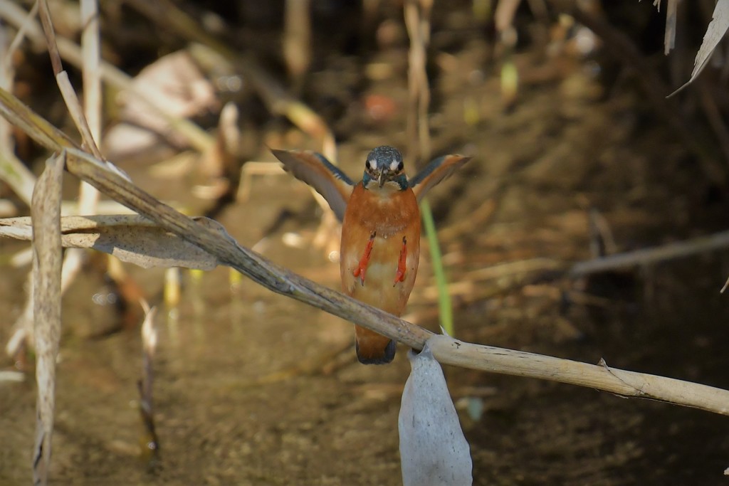 カワセミキック