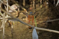 カワセミキック