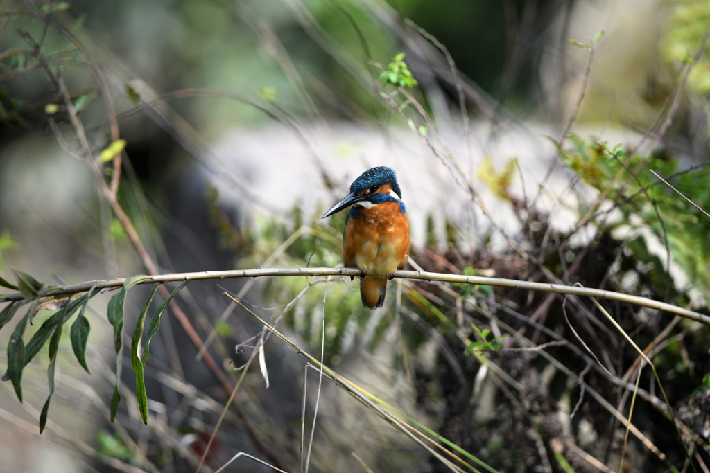 止まりものなら