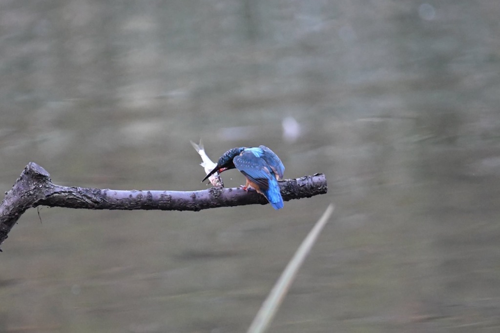 バックドロップ