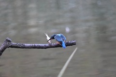 バックドロップ