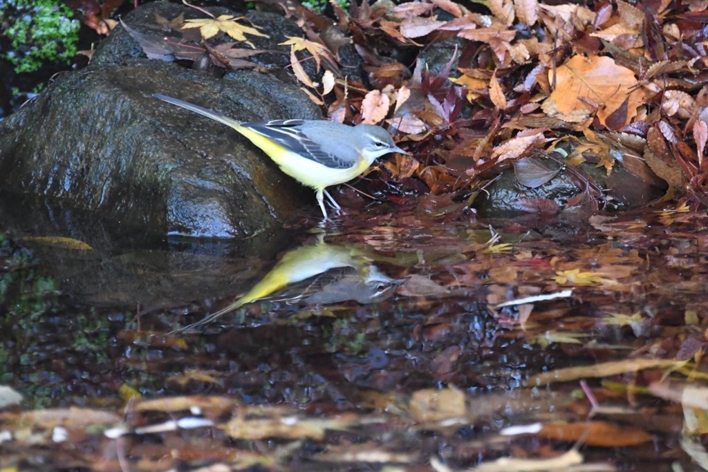 水鏡キセキレイ