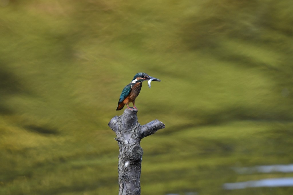 おさかなゲット