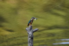 おさかなゲット