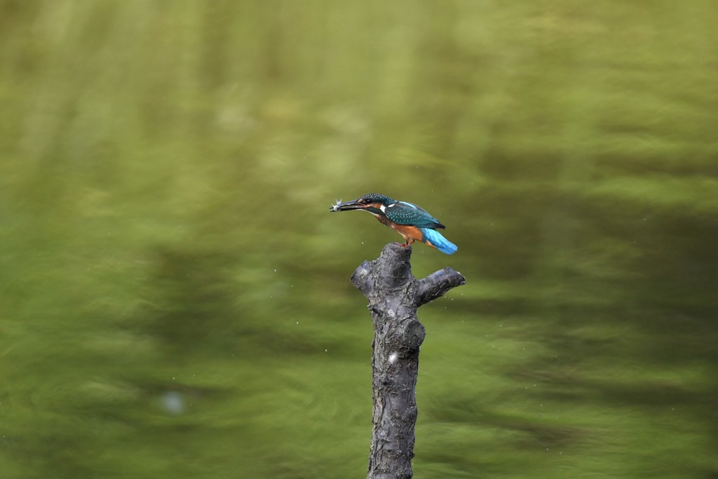 おさかなゲット
