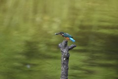 おさかなゲット