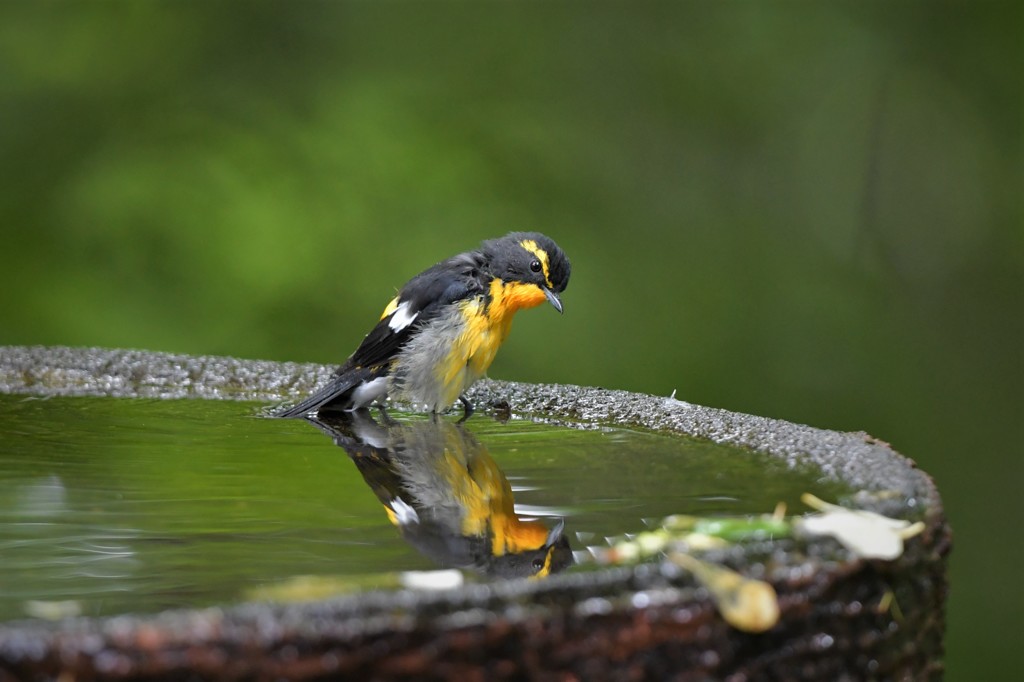 narcissus flycatcher