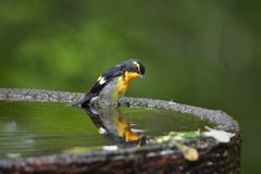 narcissus flycatcher