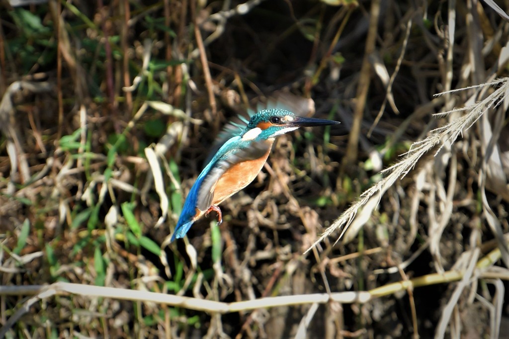 やっぱやめた。