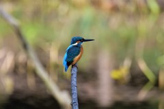 しっぽを下げて