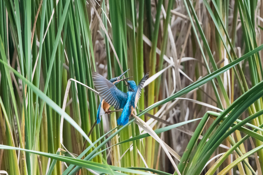 思い出したように