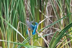 思い出したように