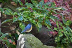 ルリボウ来たよ~！