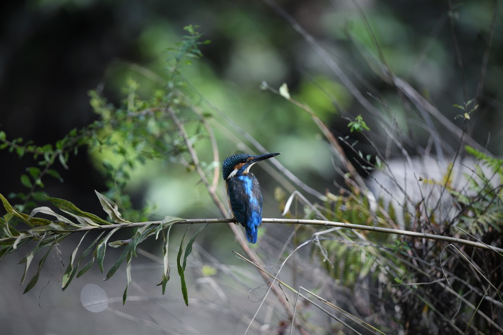 公園のアイドル