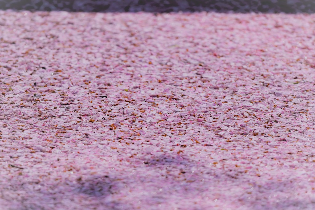 サクラのじゅうたん