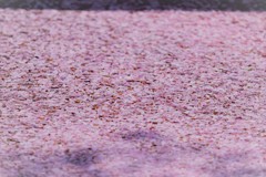 サクラのじゅうたん