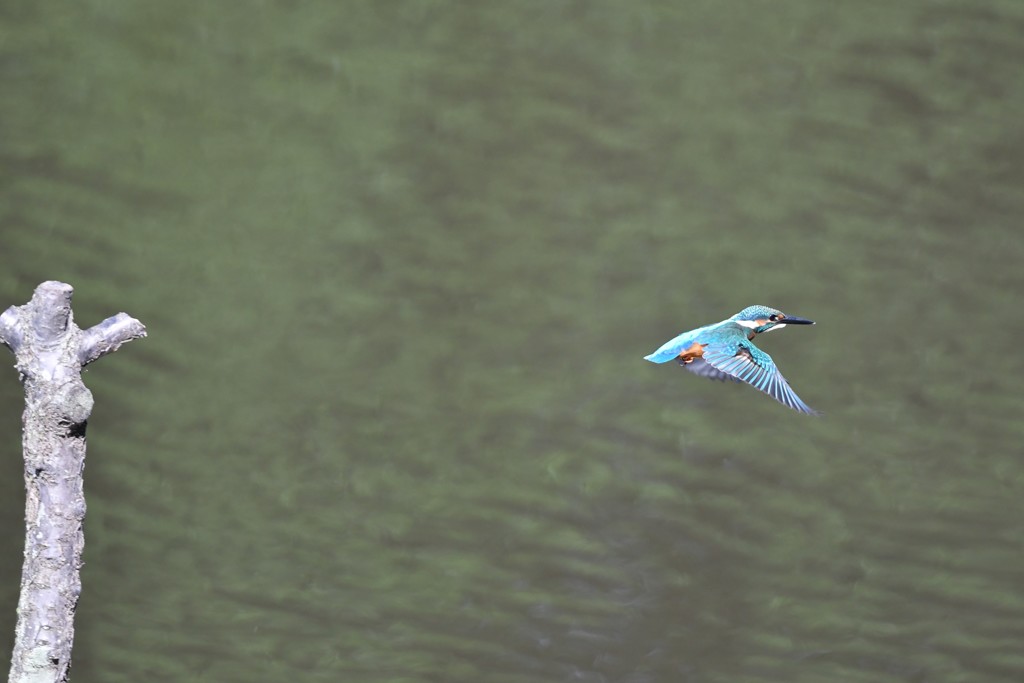 カワセミさんお久しぶり
